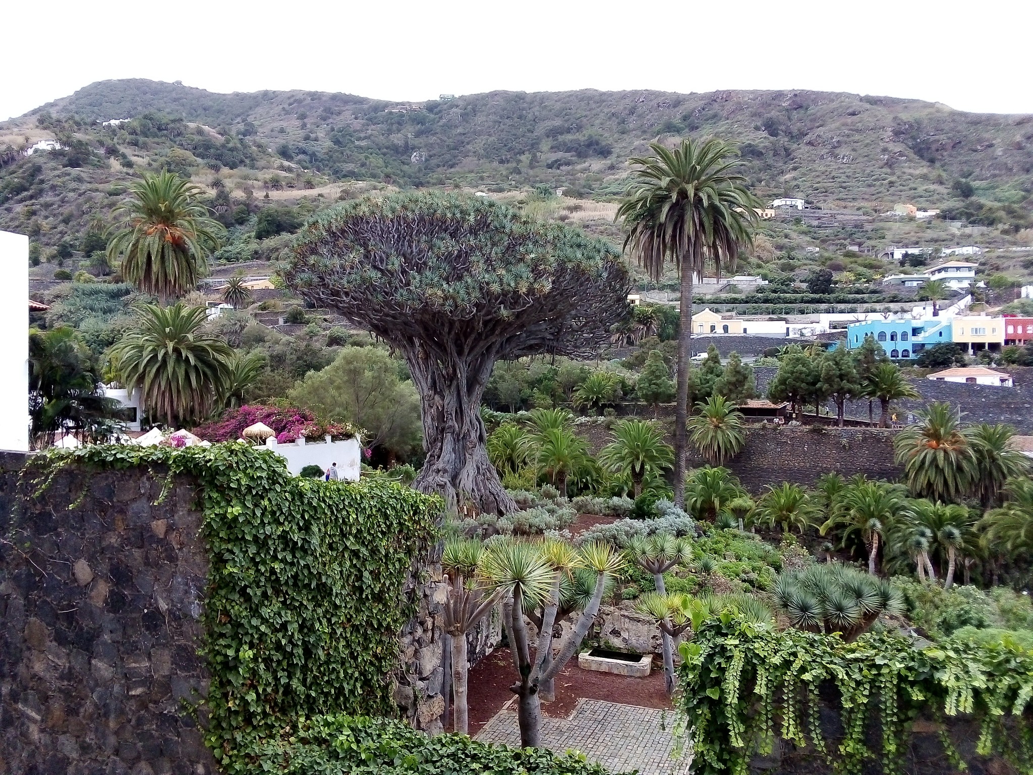 Největší a nejstarší dračinec na Tenerife – El Drago Milenario (ve městě Icod de Los Vinos )