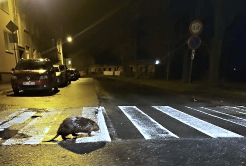 Liška unikla vzdělání, vzorný bobr předvedl, jak se přechází cesta